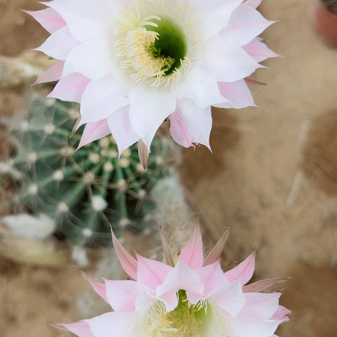 彩草彩草000000172