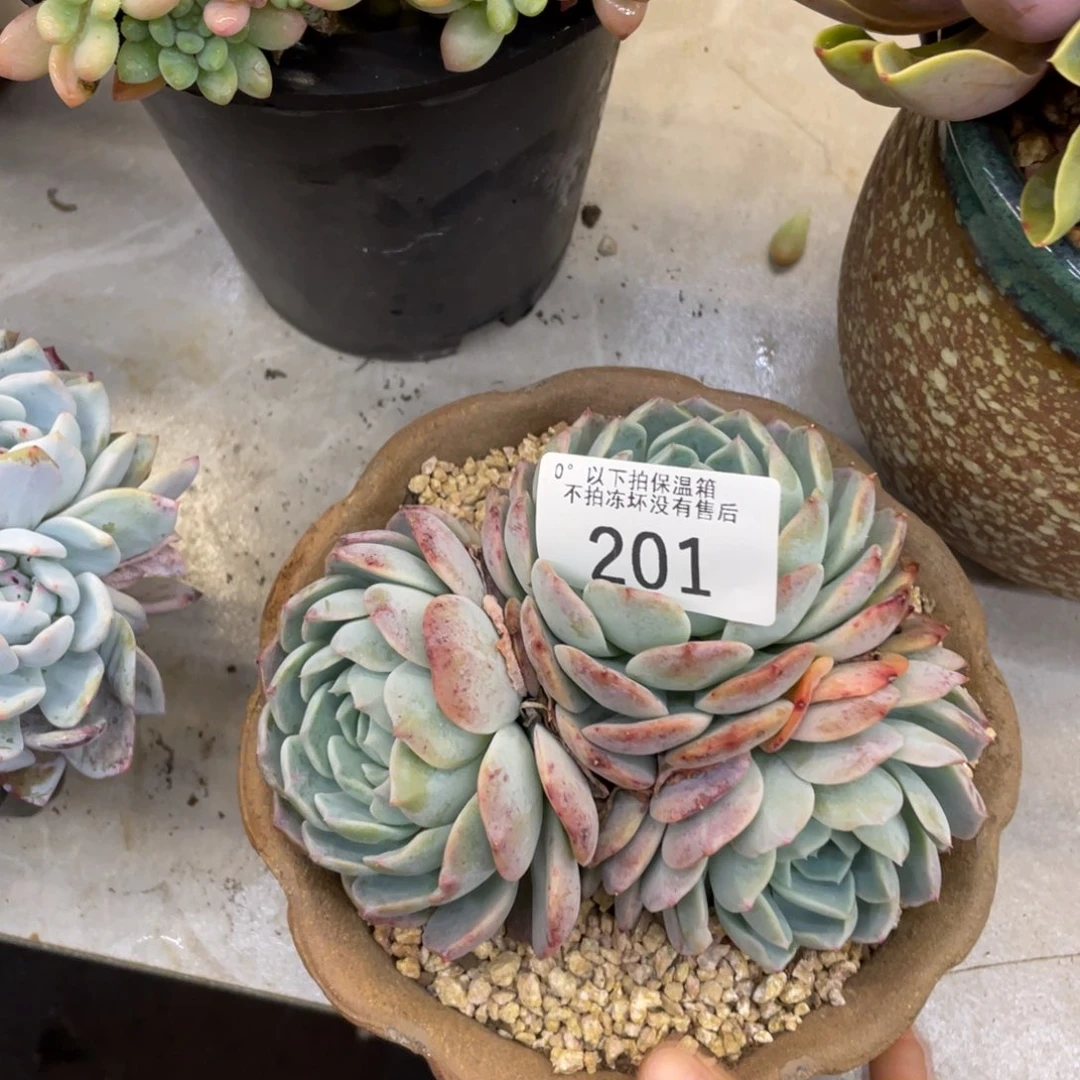 黑大帅多肉201不知名