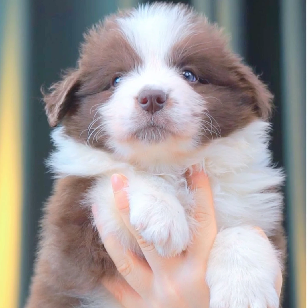 边境牧羊犬——咖啡弟弟