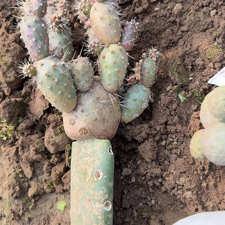 习志野白狂刺嫁接0346