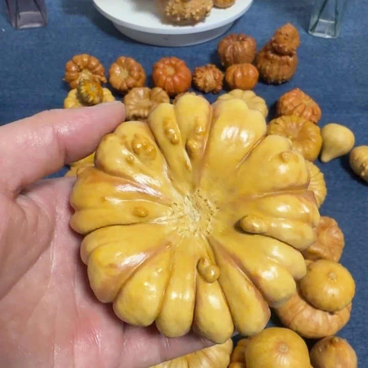 遇***儿墨西哥七彩疙瘩葫芦瑕疵不退货