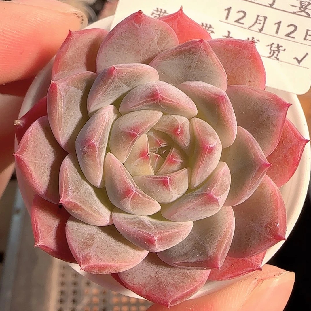 多肉1212-116福利福利