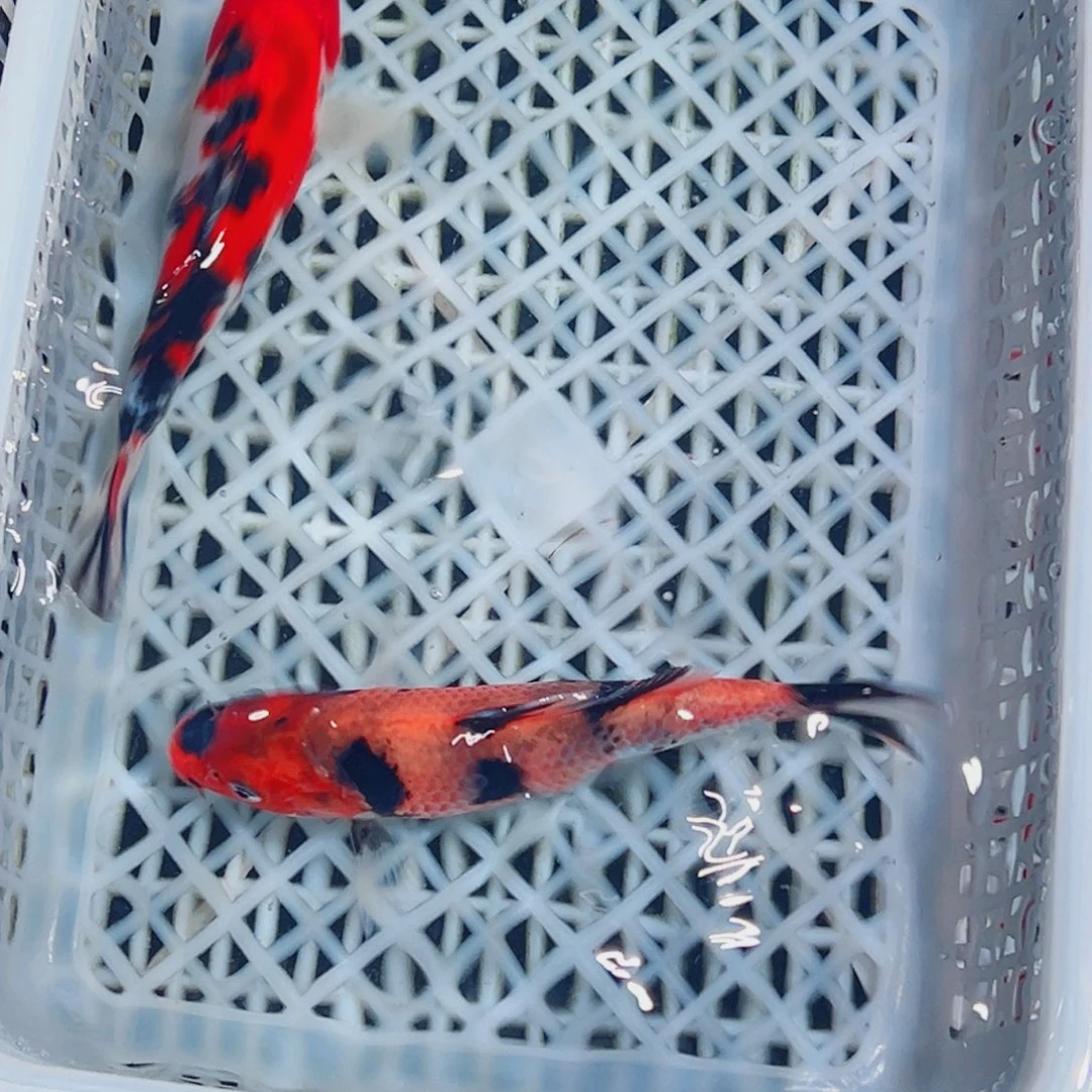 锦鲤锦鲤观赏鱼1111