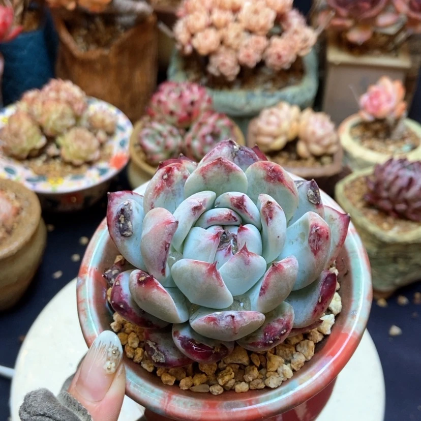 【闪购商品】野*卡石化