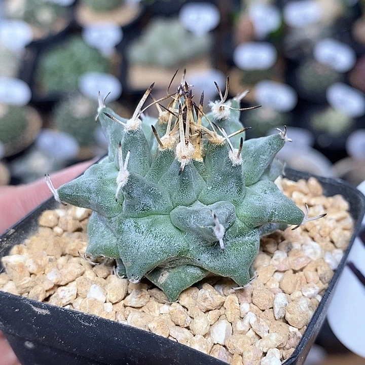 实生赤花娇丽63号4cm