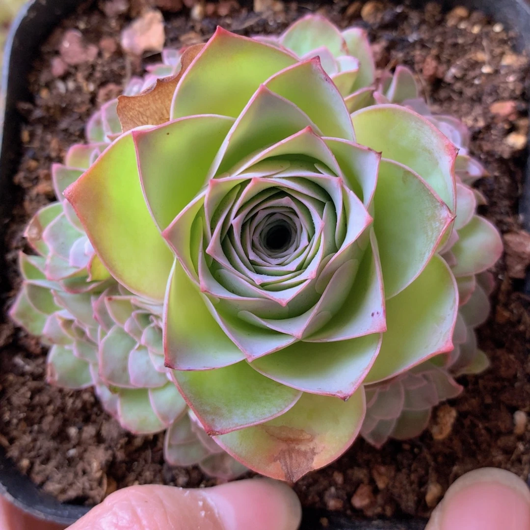 一物一拍星辰紫芙235