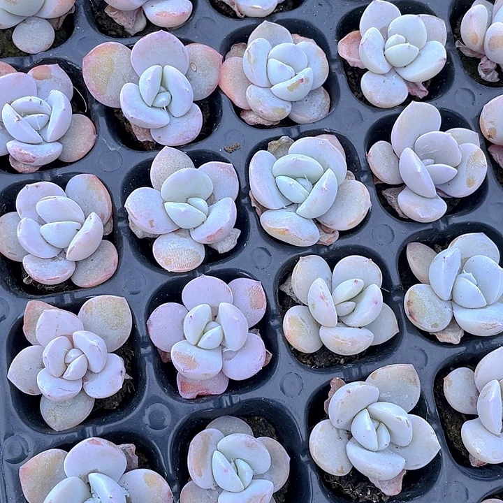 小奶茶1元带土发