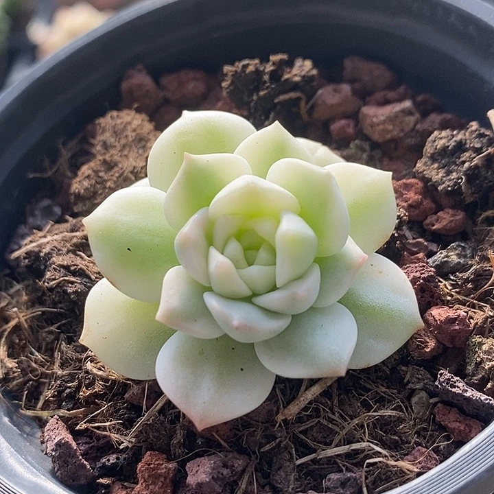 醉心超白腹轮锦多肉植物