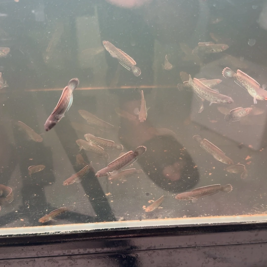 精品鬼王雷龙鱼15包邮