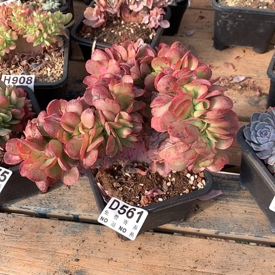 落***叶莫妮卡缀化561 亏本处理退款拉黑7–8天发货