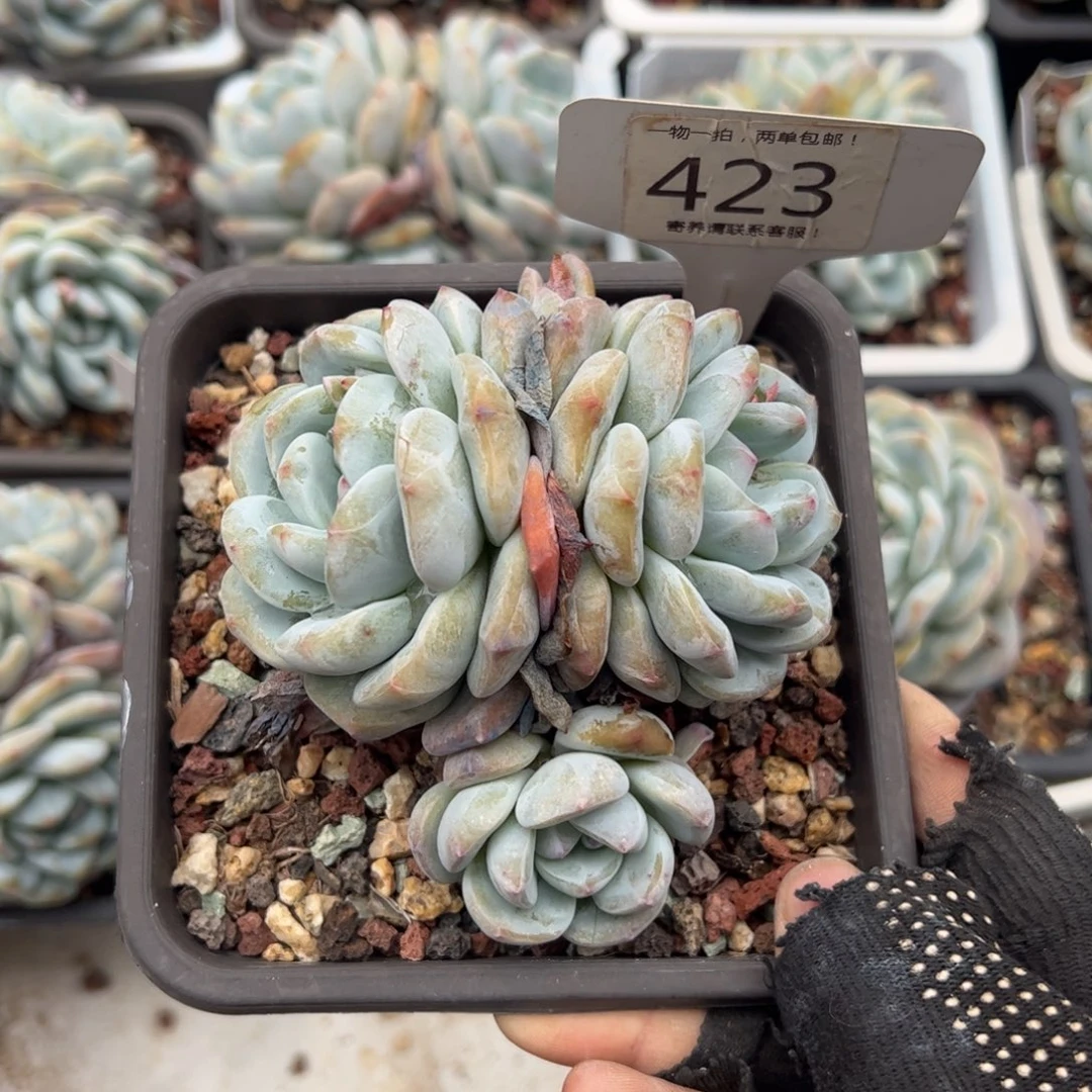 S*.423号多肉植物