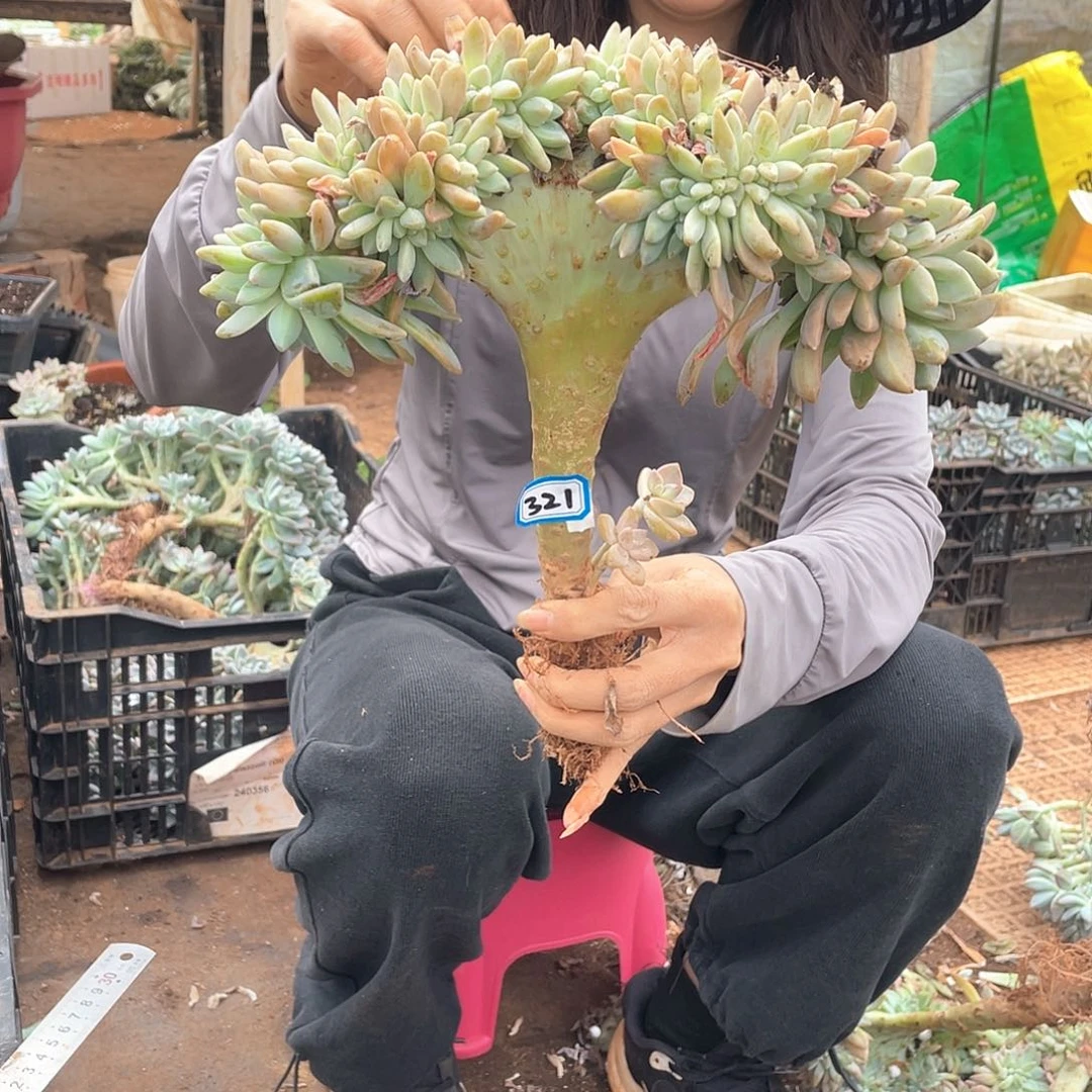 321 一物一拍淡雪缀