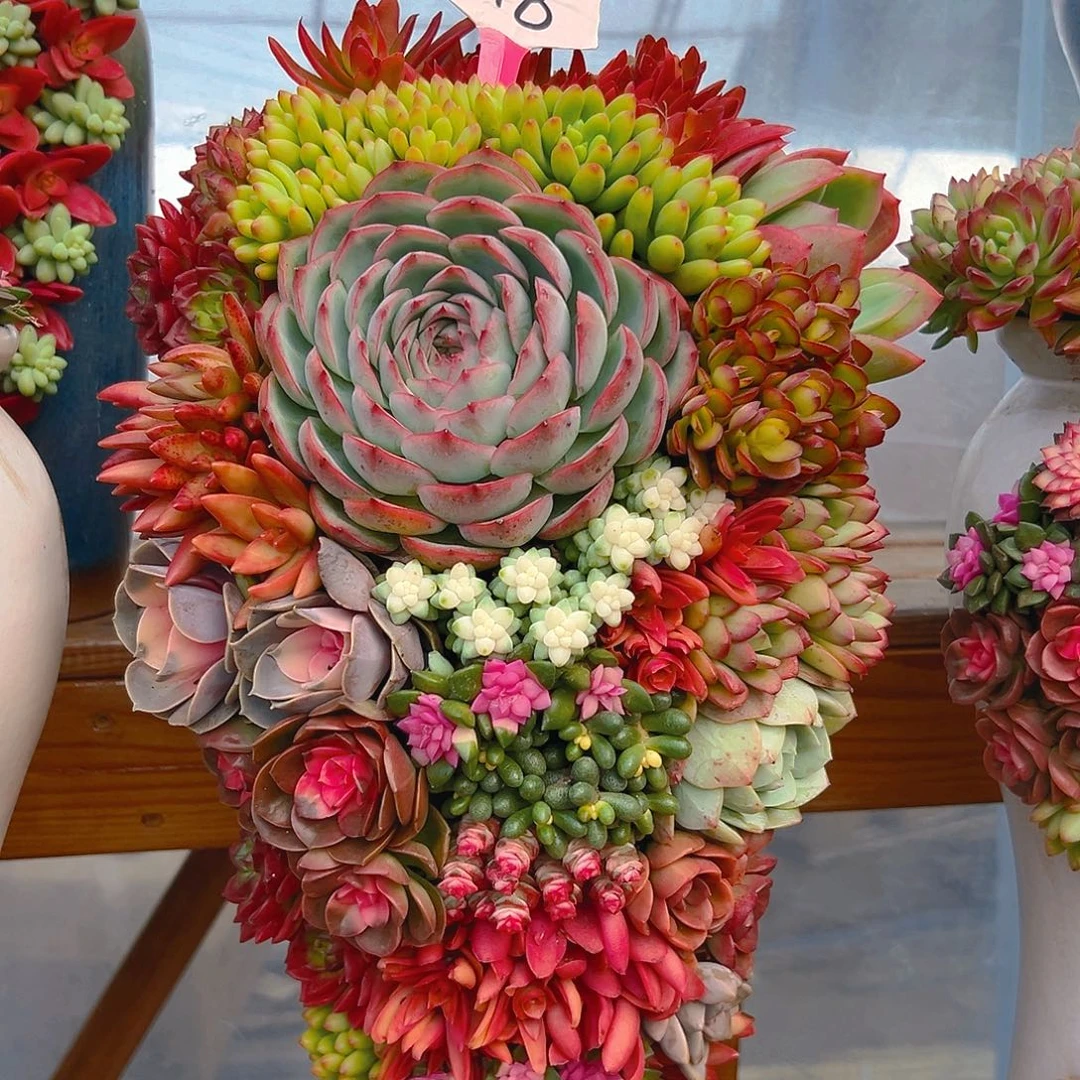 118大号福满堂多肉组合花园
