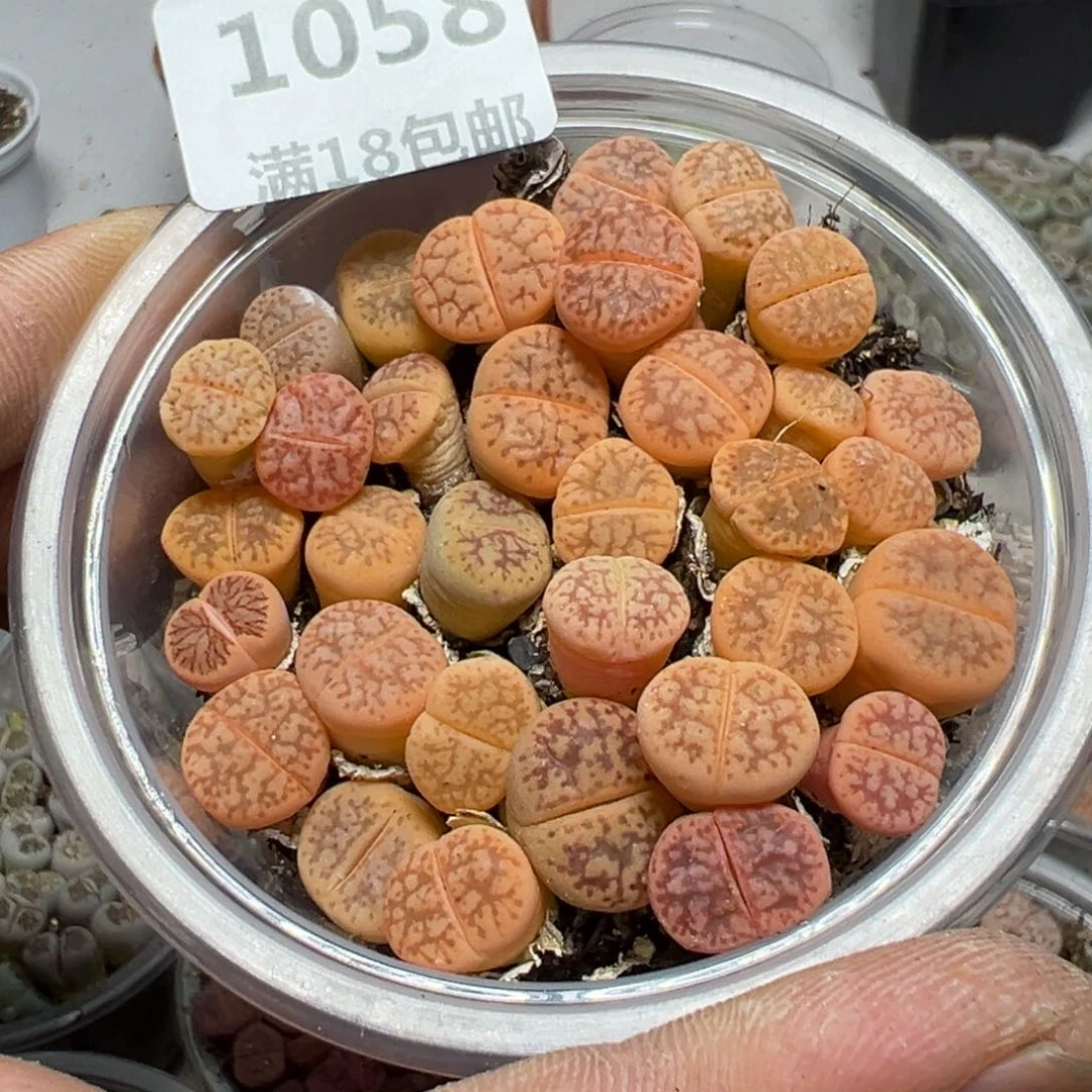 【闪购商品】 1058。