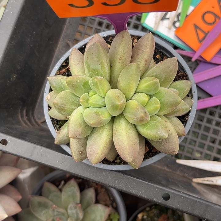 多肉植物胖体橙色奇迹398