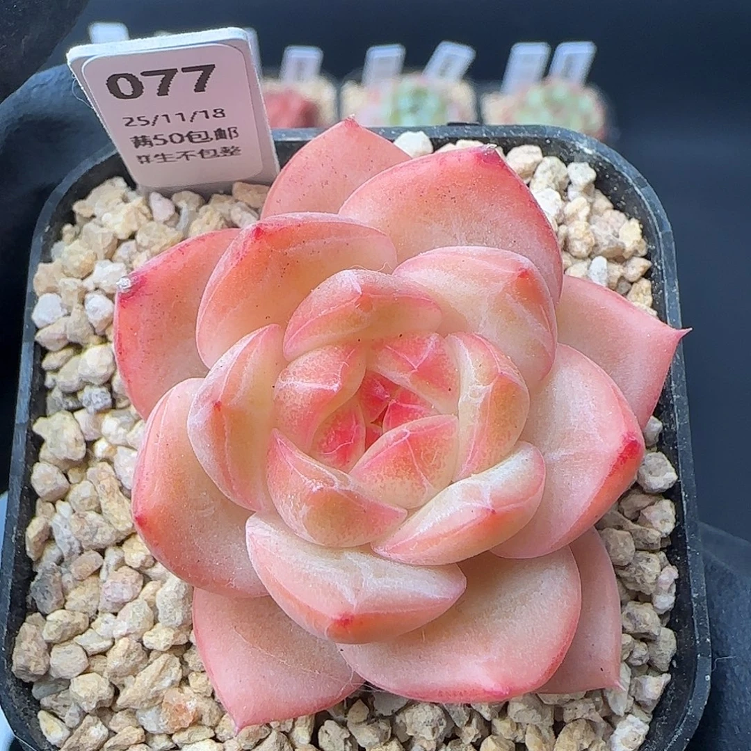 077   孤品  5厘米盆