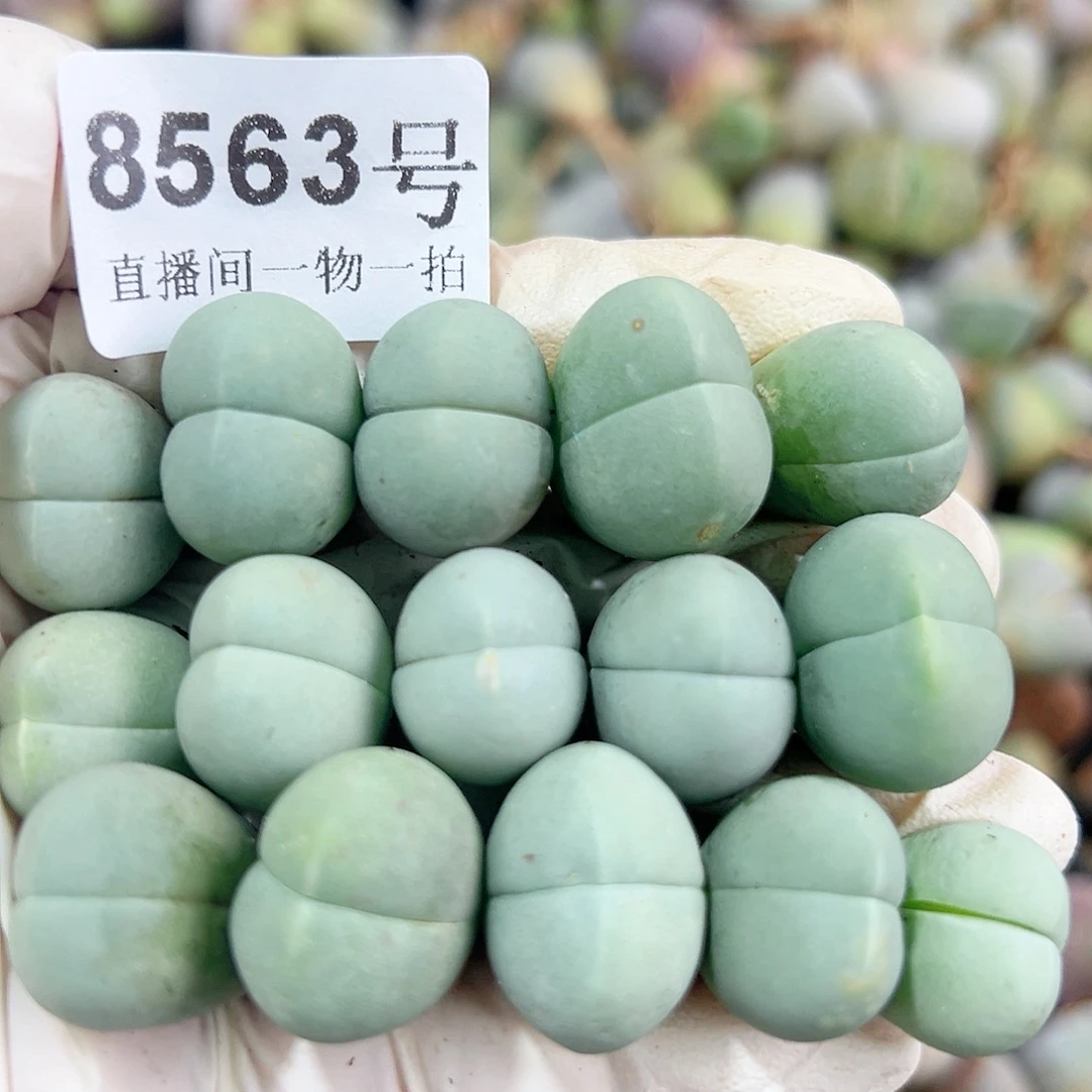 8563 好养易活生石花大母本15个