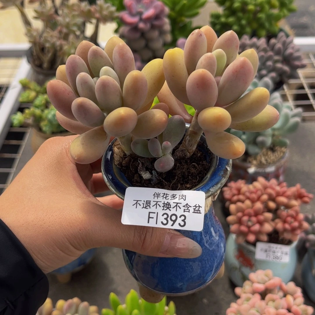 383-蛋黄奶多肉10cm