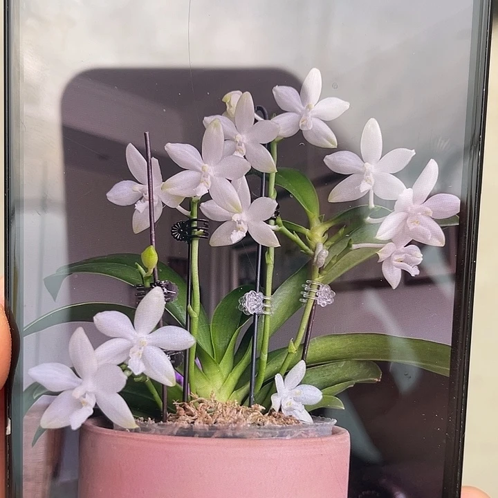 完全开放鹰隼彩虹交雪路德2.8寸三花剑叶片微瑕不售后