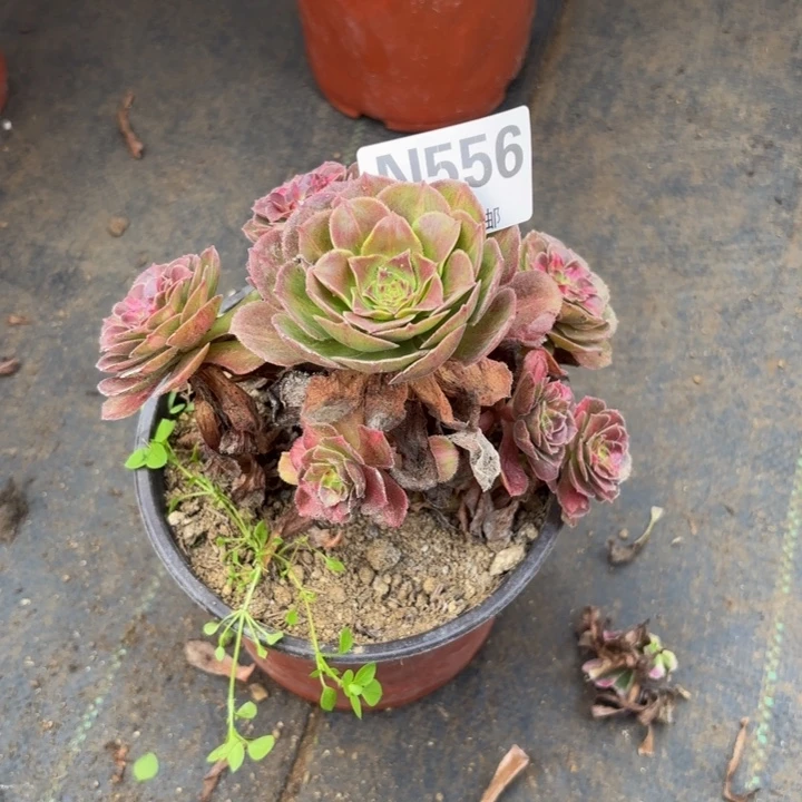 瑞妈多肉园艺556海王七彩，