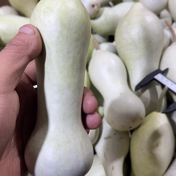 大果紫檀（缅甸花梨）有*