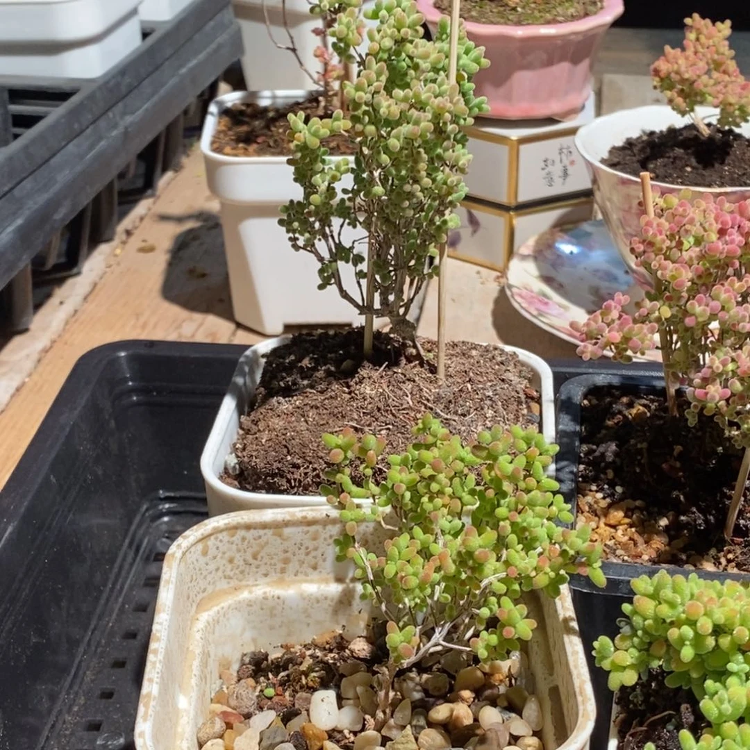 m****g枝干番杏多肉植物439