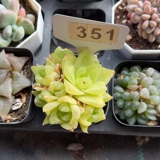 351黄金玉露一物一拍多肉