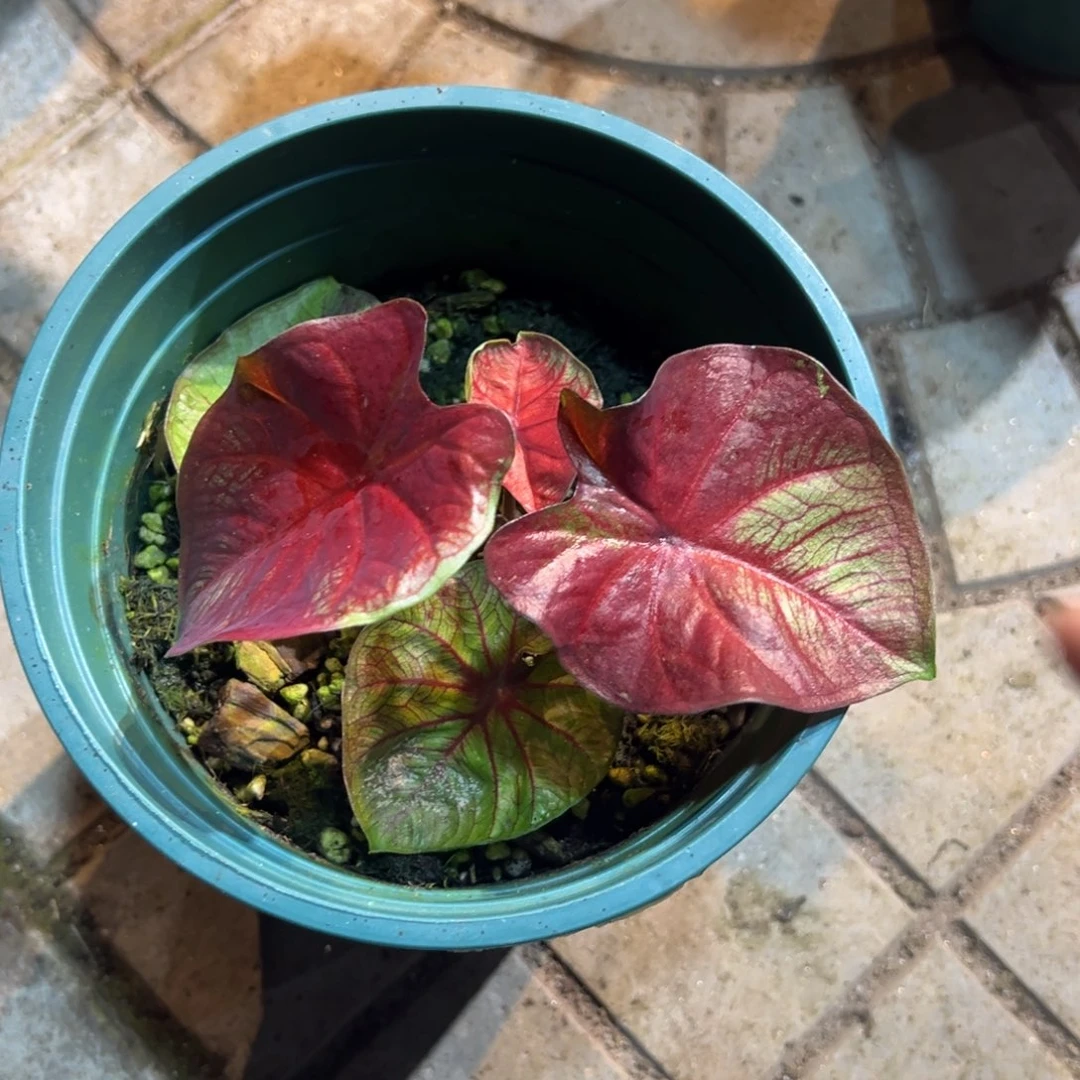 风***～完全开放1803泰彩