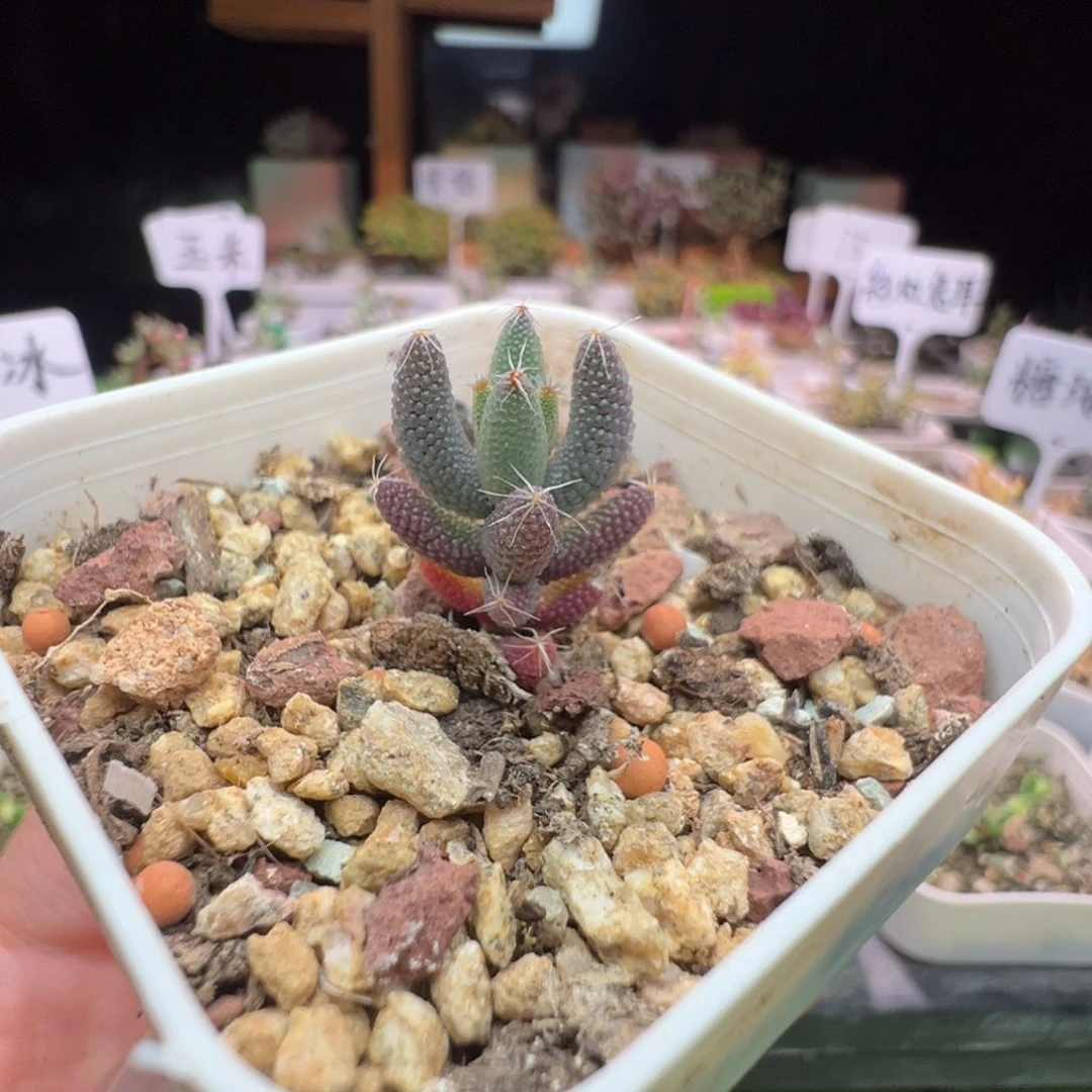 尺寸小，991实生玉米，拍下不退不换