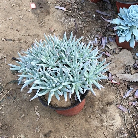 仙女杯多肉植物002