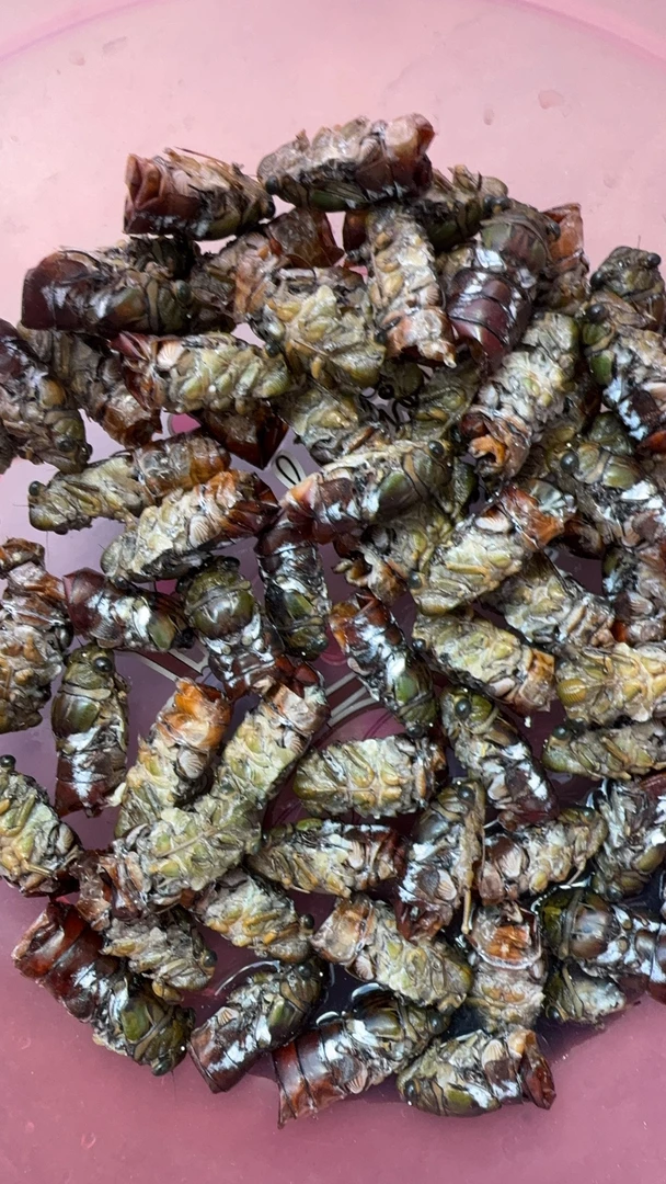 高山小金蝉顺丰包邮可油炸美味下酒菜