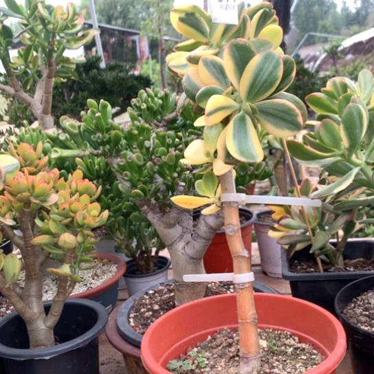 079老花脱土发货