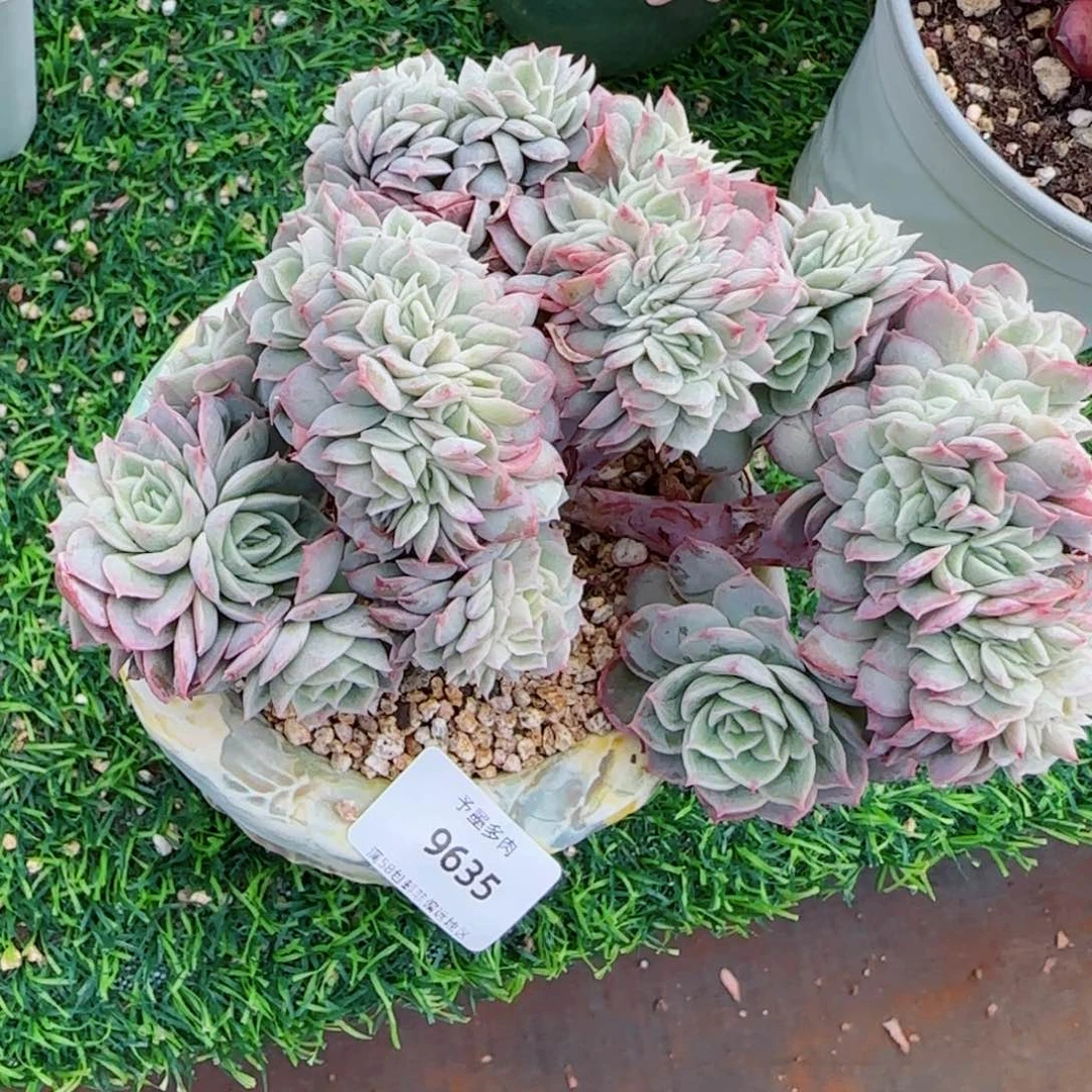 昂缀，9635多肉植物