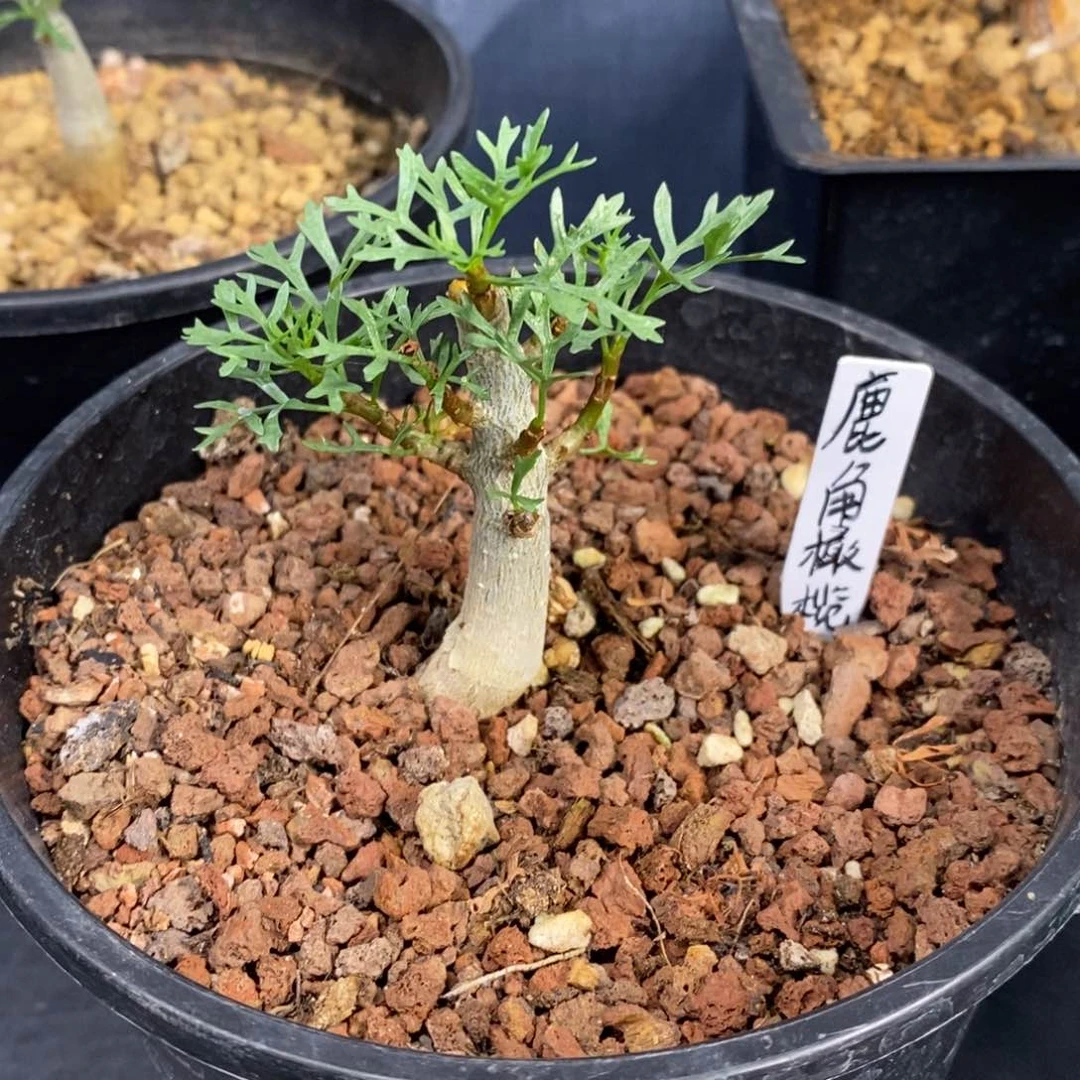 鹿角没药实生带盆