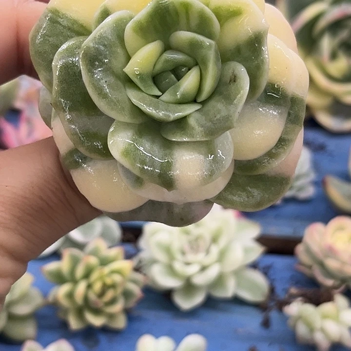 405可爱玫瑰彩锦炸多肉
