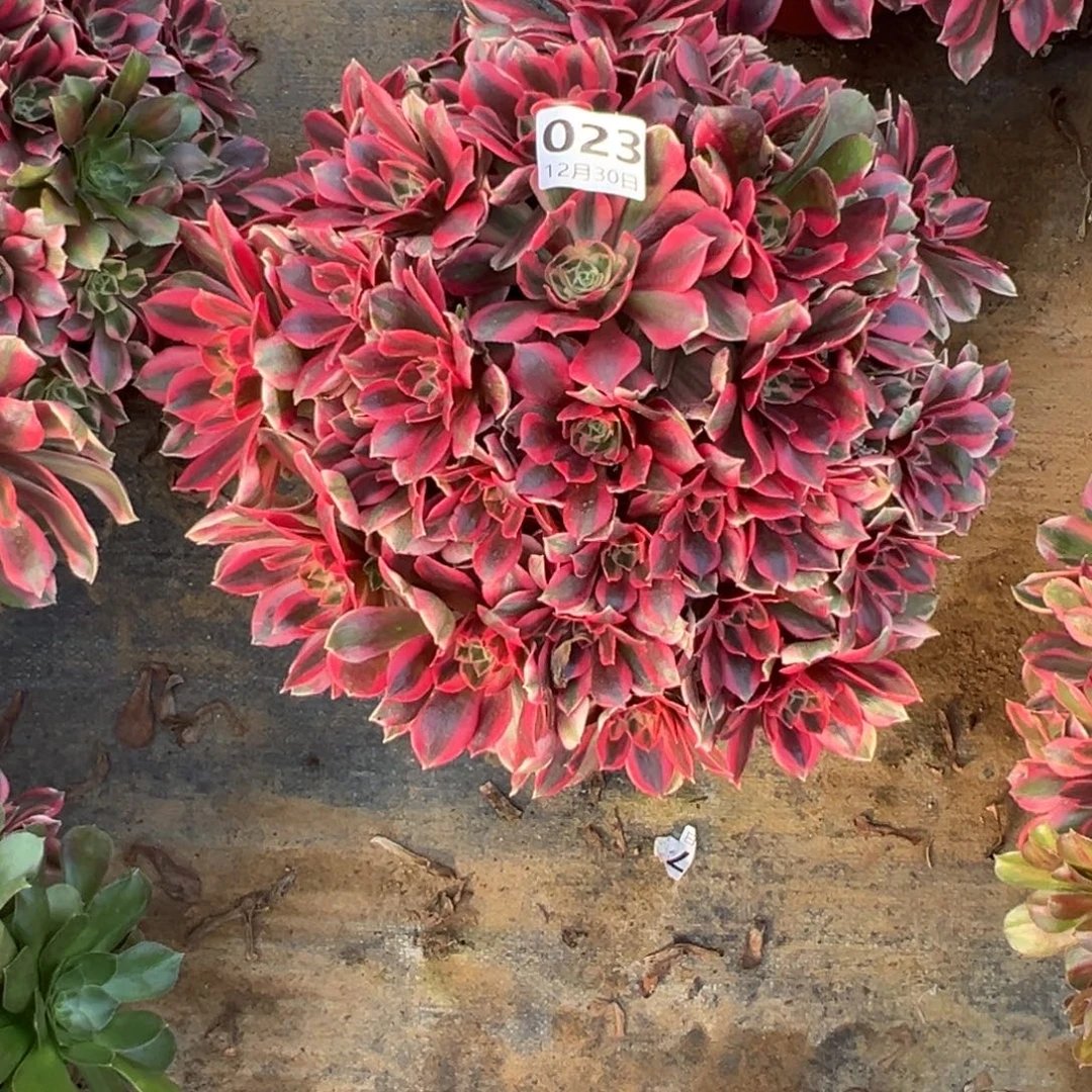 12.30-23女妖多肉植物