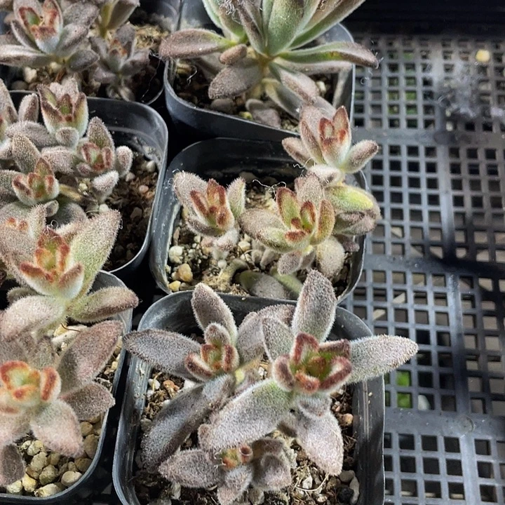 灰兔儿到盆土发货