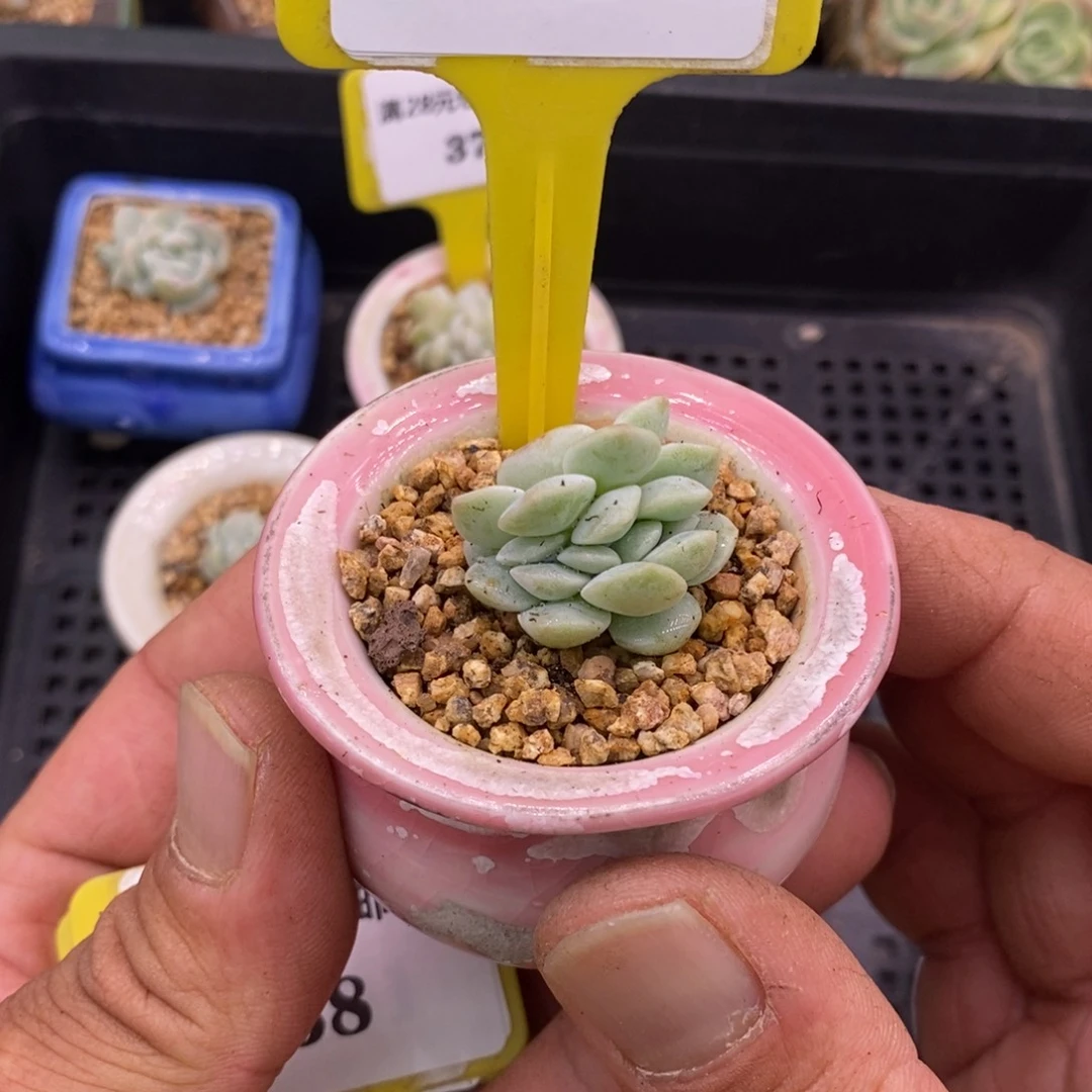 加*636冰玉缀多肉植物……