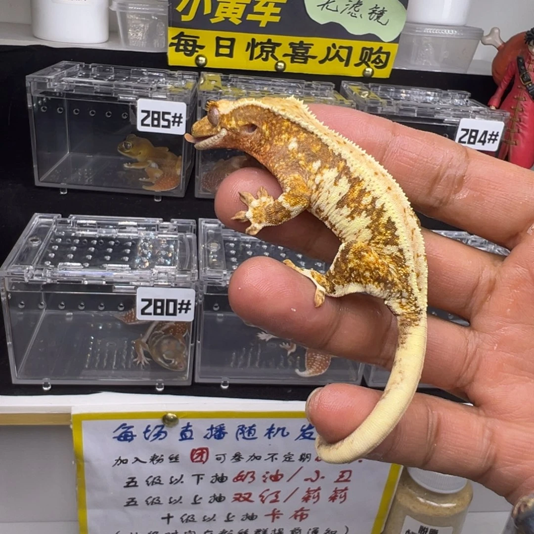 睫角守宫暗红底三色莉莉