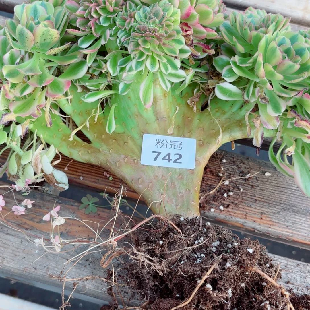 ****ベ742 多肉植物法师锦