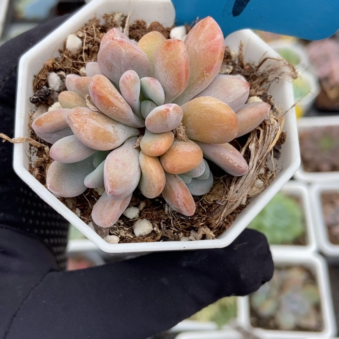 684粉兔多肉植物保护
