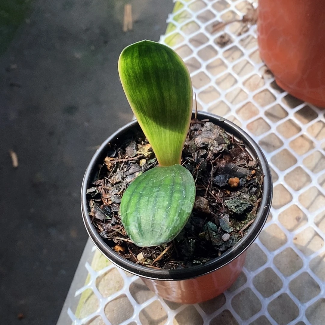 无花朵君子兰之佛光