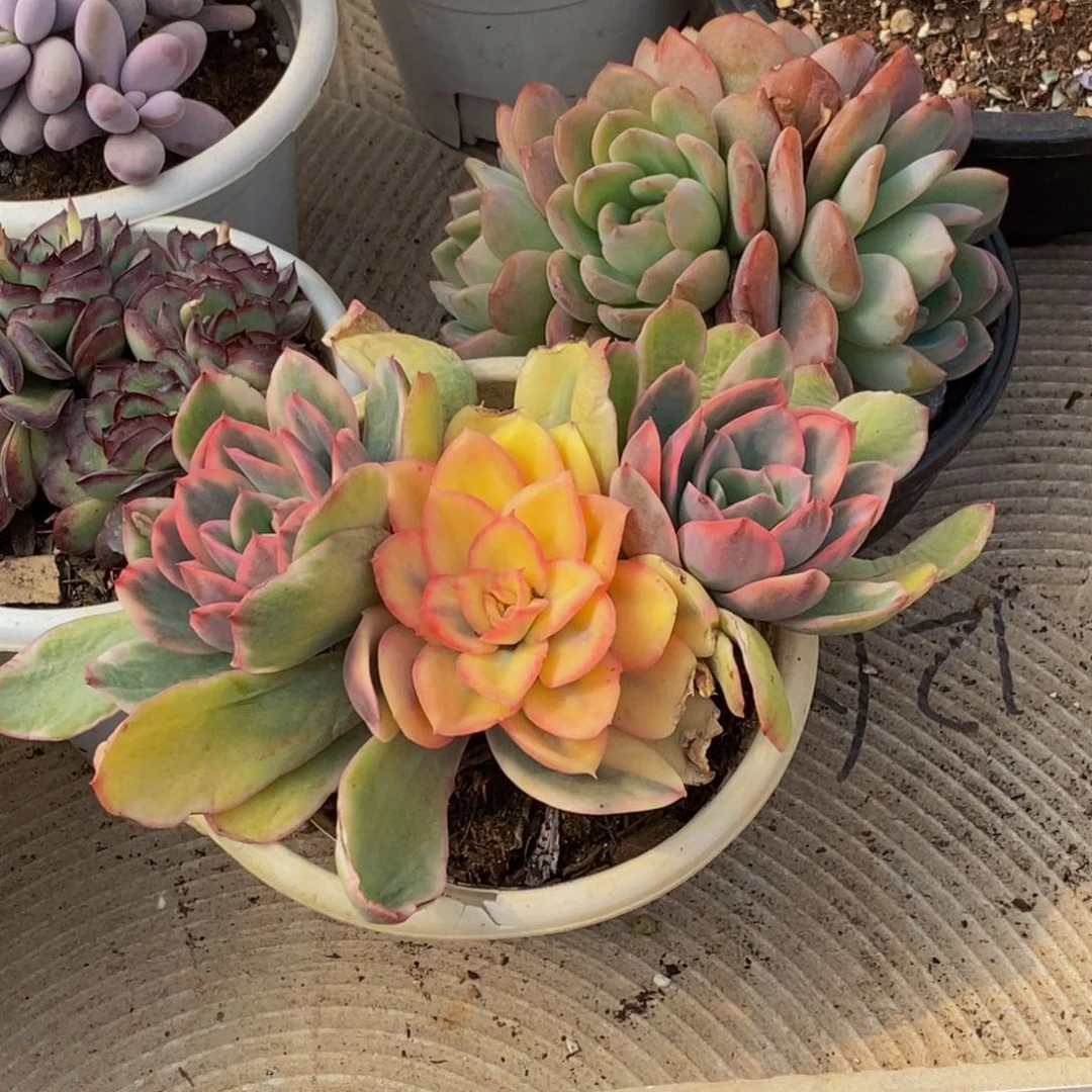 感**心48包邮一物一拍多肉