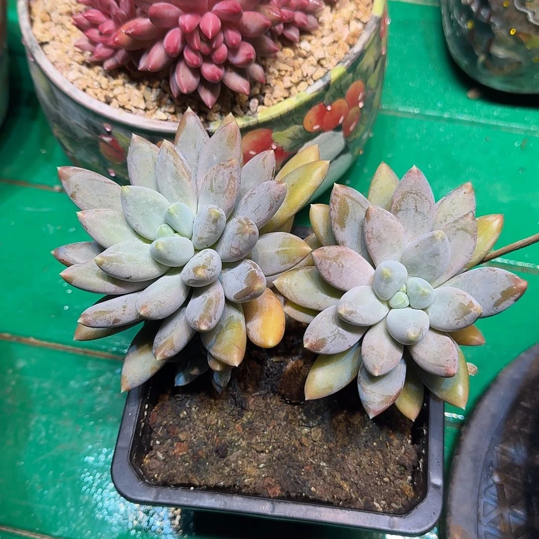 多肉植物多肉植物