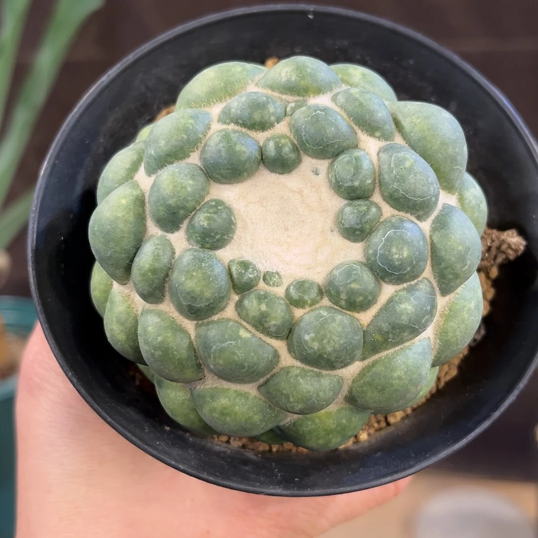 用***7无刺象牙带盆发，潮流植物