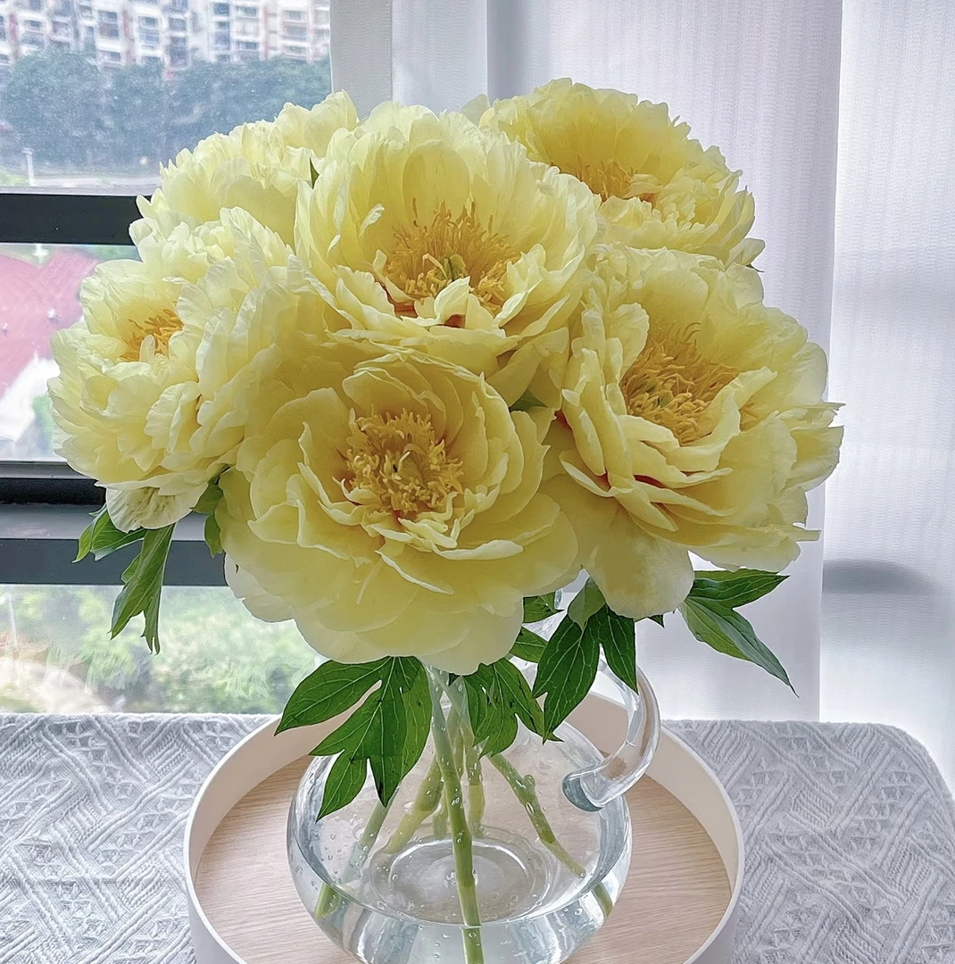 【进口重瓣芭茨拉】菏泽芍药鲜切花水插花阳台客厅花卉基地直发