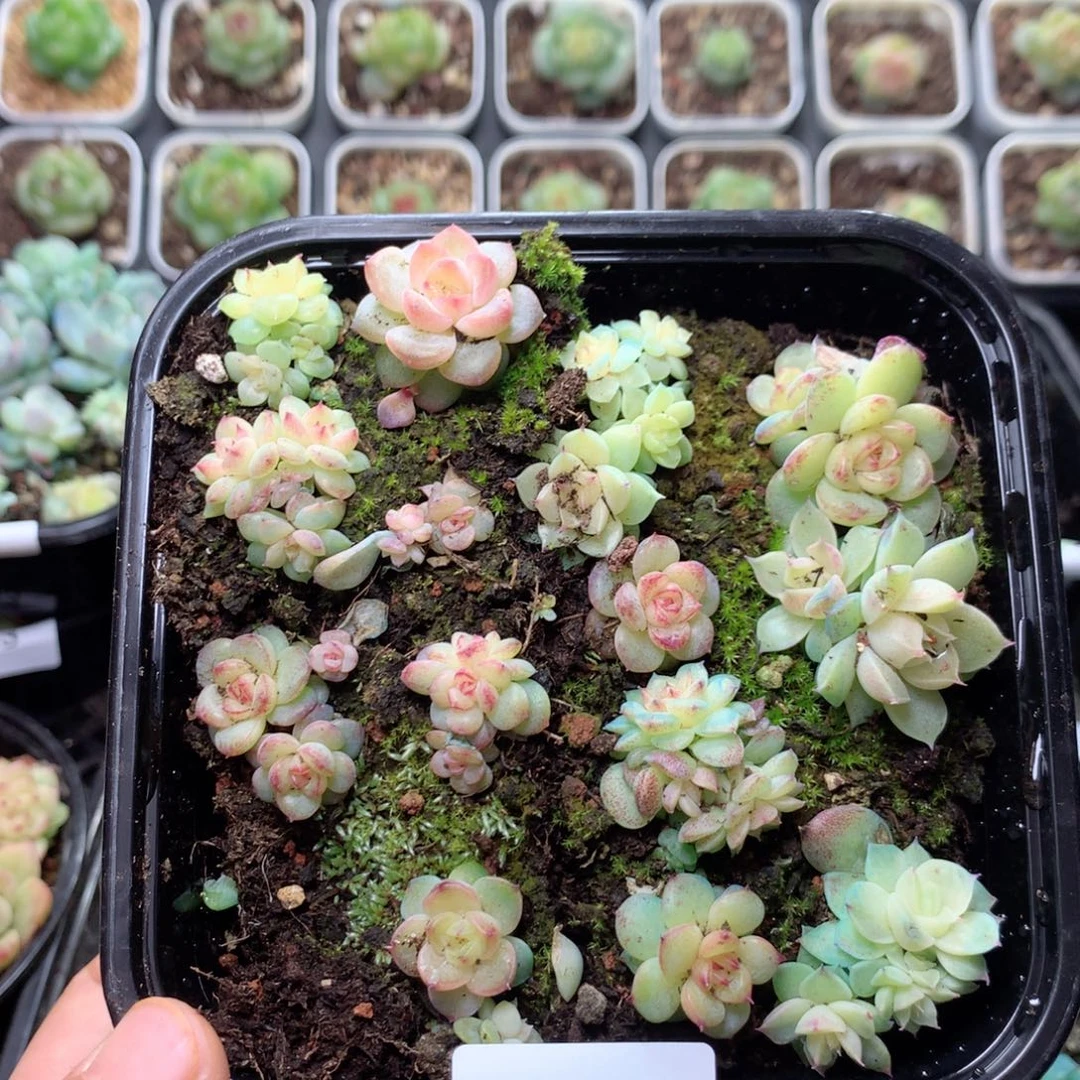 无花朵E76一英语英语