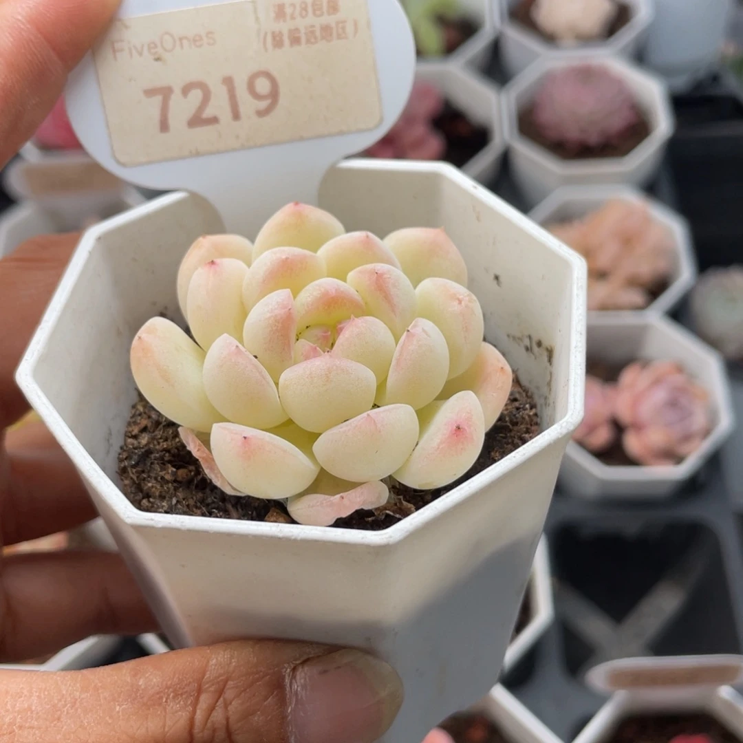 白桃汽水7219-4.5厘米
