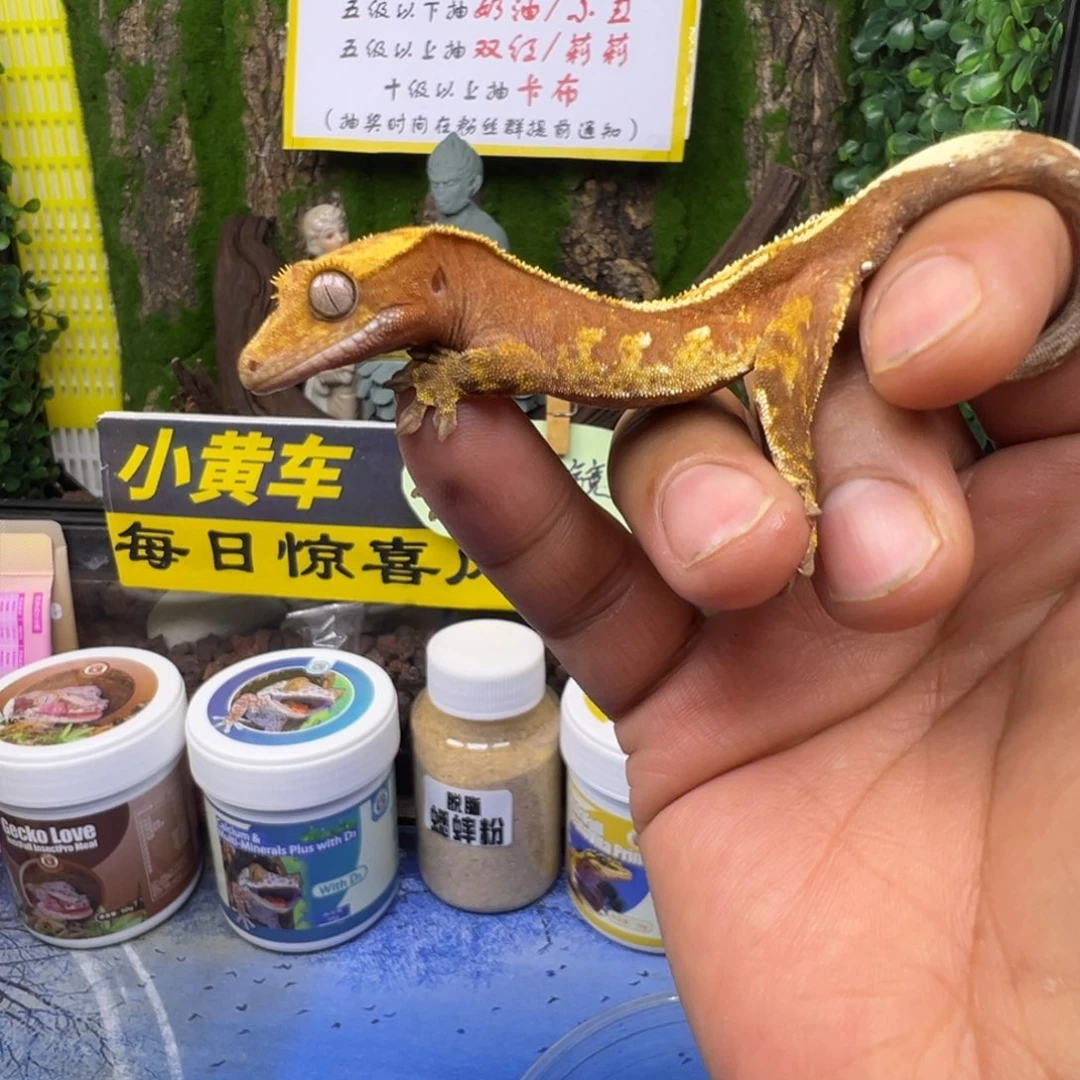 睫角守宫直线红底奶油