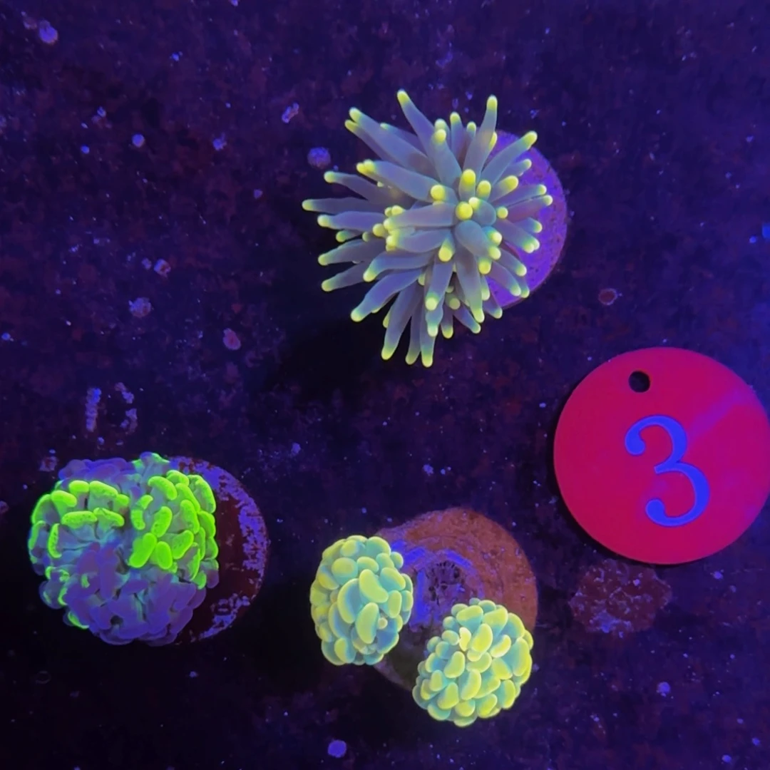 万鱼来朝海水观赏